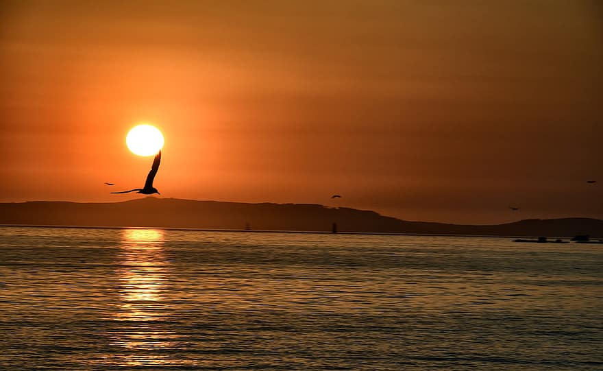solnedgang, sol, natur, hav, sollys, refleksjon, Galicia, måker, fugler, flygende fugler