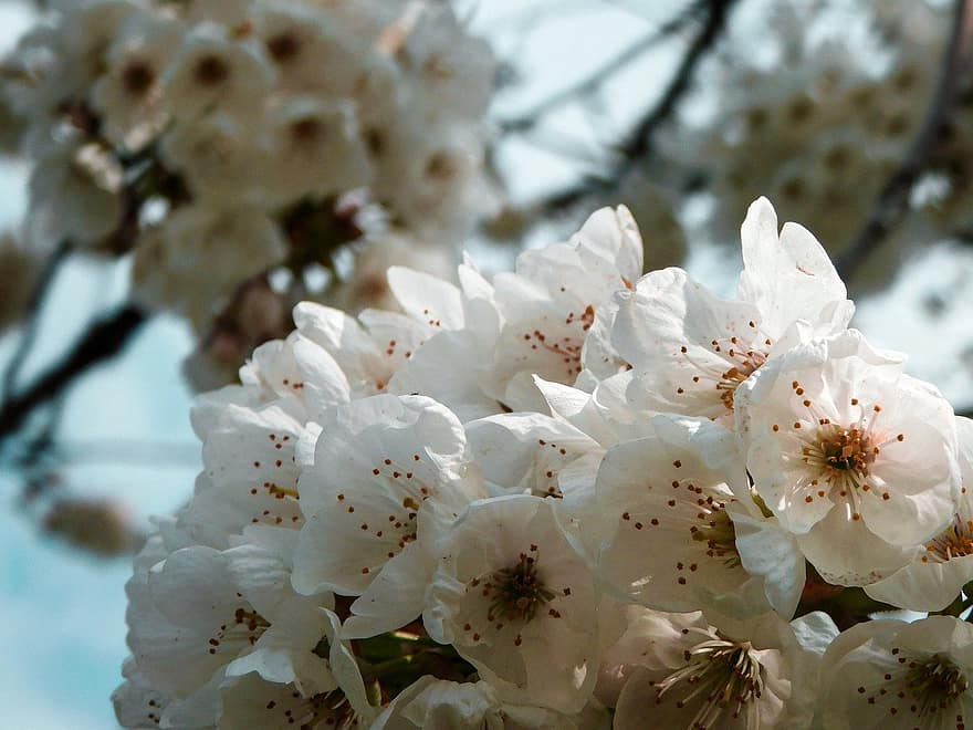 hvide blomster, æbleblomster, blomster, flora, æbletræ, natur, have, tæt på, blomst, plante, kronblad