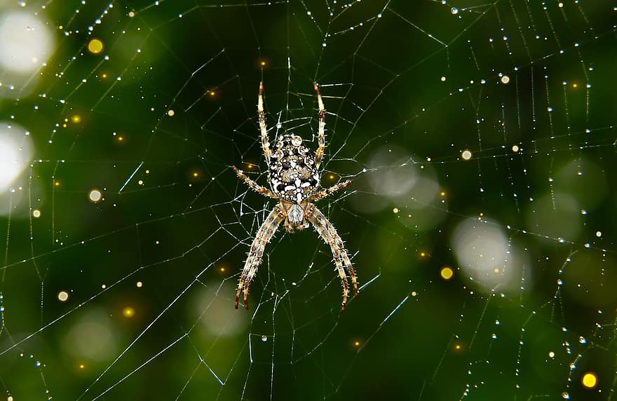 Haçlı bahçesi, bahçe örümceği, örümcek, örümcek ağı, ağ, küre, dokumacı, Araknoloji, Arachnophobia, eklembacaklılardan, doğa