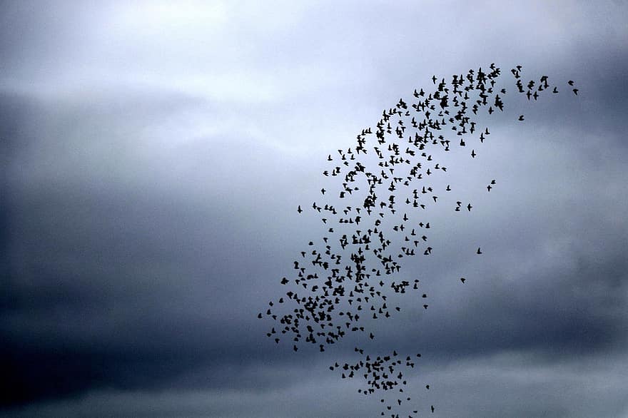 ocells, ramat, cel, volant, eixam, migració, animals, vol, núvols, cel gris, naturalesa