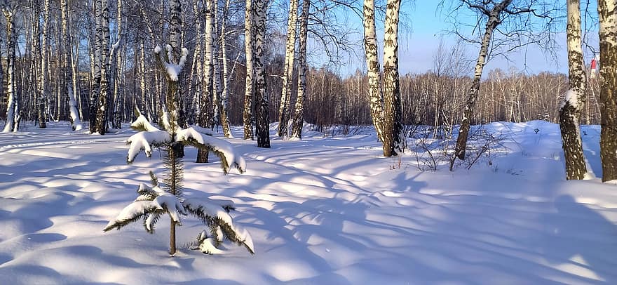 fyrretræ, sne, birkeskov, Unge fyrretræer, vinter, natur, Skov, hvid sne, kold, jul, træ
