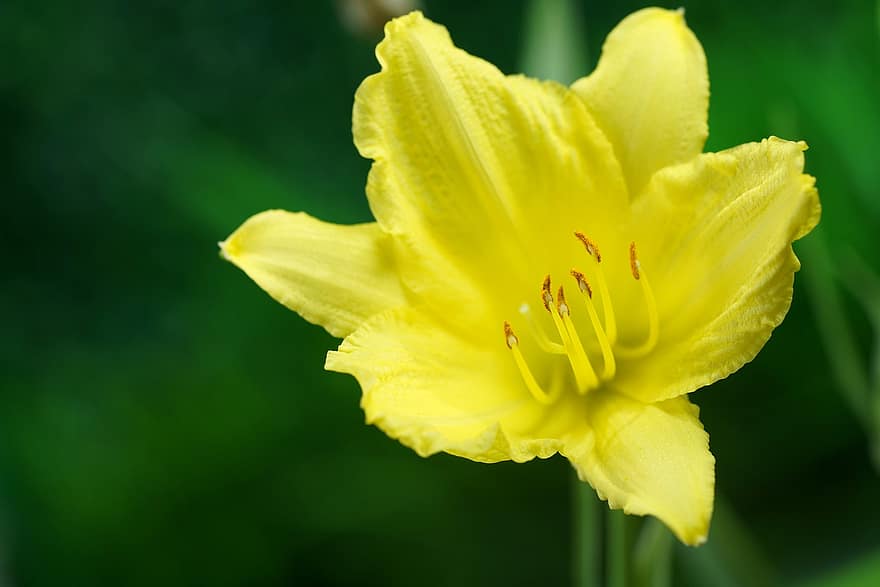 желтая лилия, желтый цветок, цветок, Флора, природа