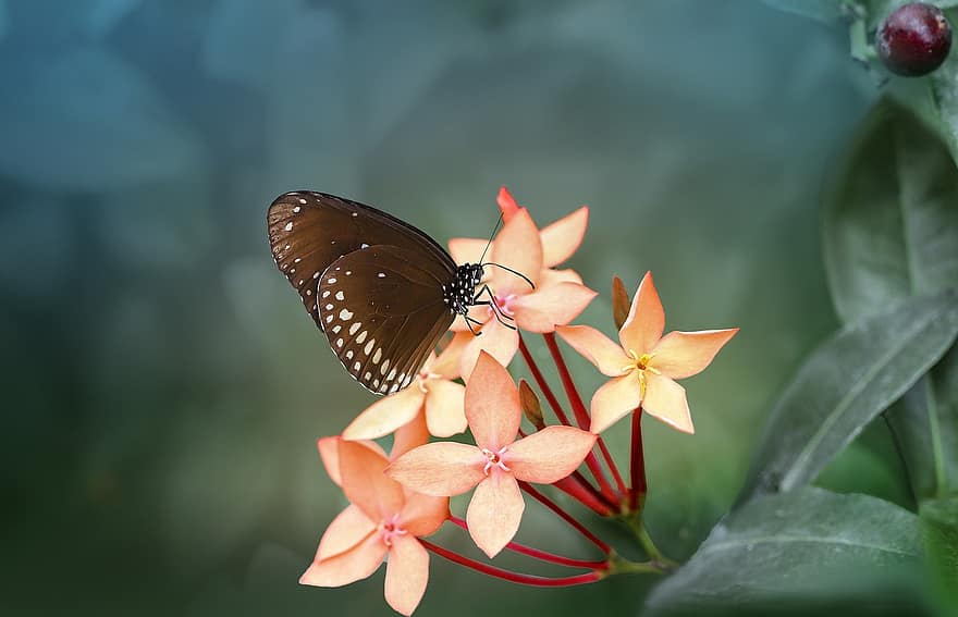 motýl, hmyz, Chyba, květ, okvětní lístky, Příroda, zvíře, exotický, barvitý