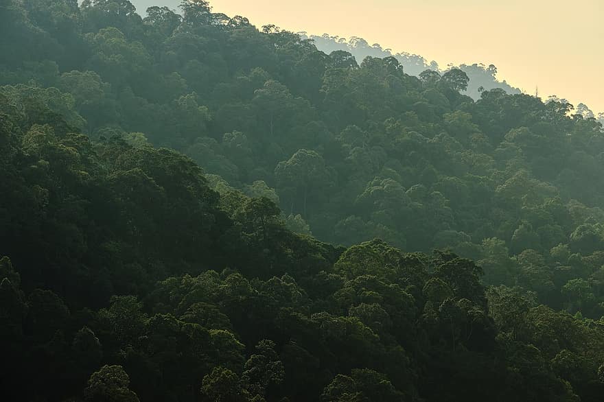 bjerg, Skov, natur, tåge, træer, landskab, grøn, skov, jungle, tåget, malaysia