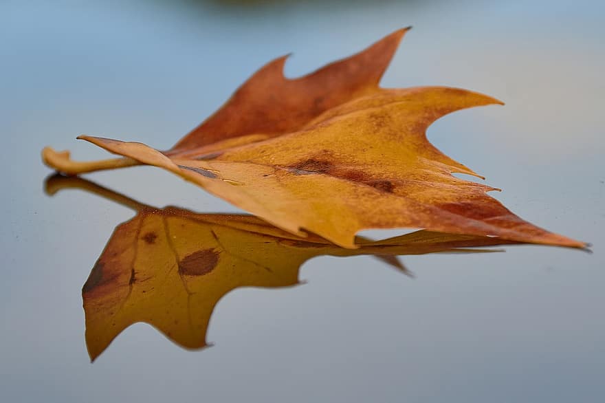 лист, осінь, рефлексія, падіння, сухого листя, коричневий лист