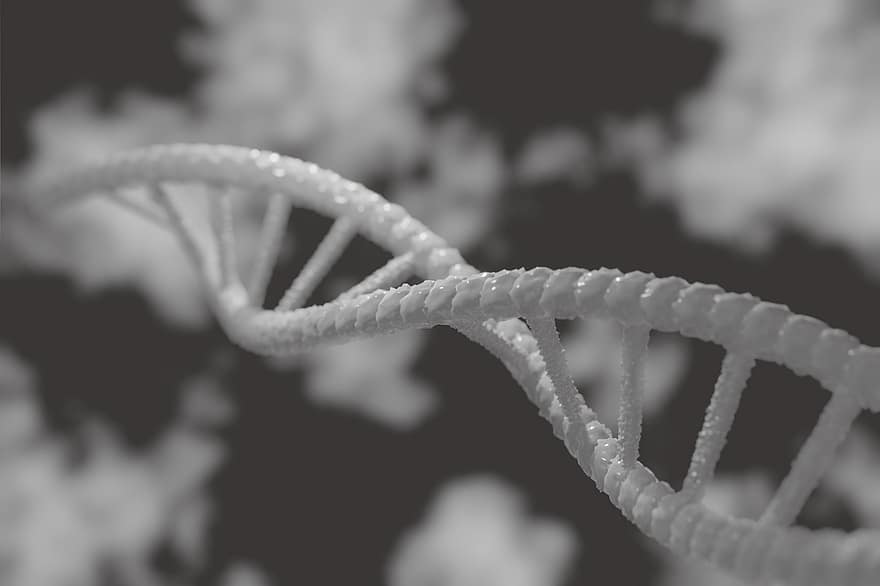 DNA, 3d, 생물학, 유전적인, 연구, 생명 공학, 유전자, 화학, 의학, 나선, 구조