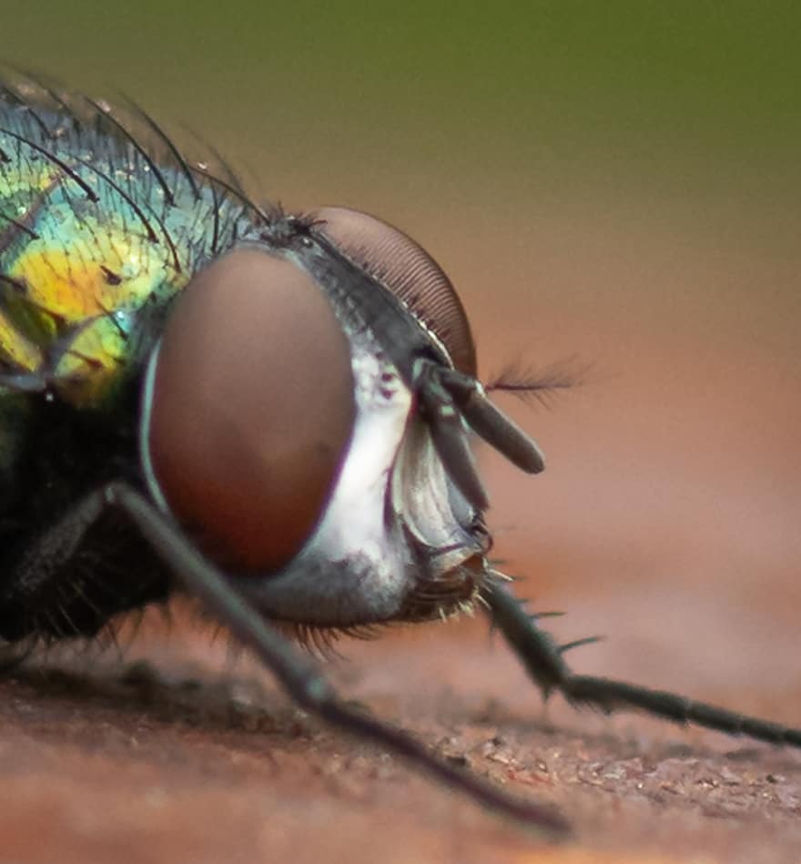 vlieg, insect, kever, Gouden Fliege, samengestelde ogen, ogen, hoofd, benen, harig, schepsel, vlucht insect