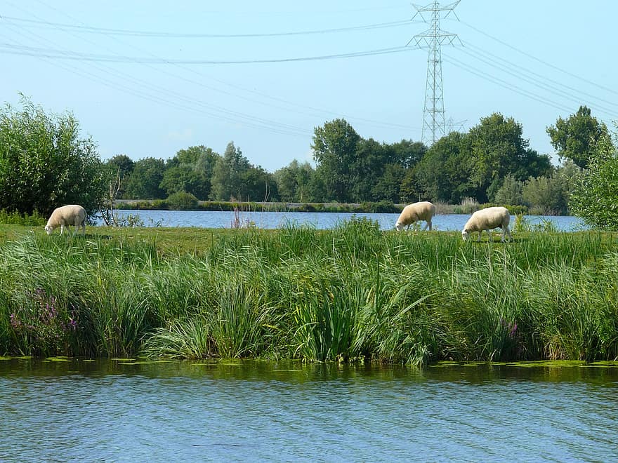 Schaf, Fluss, Feld, Vegetation, Kanal, Polder, Holland, Niederlande, Landschaft, Gras, ländliche Szene