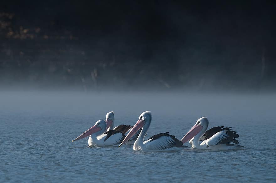 australske pelikanen, Australia, vill, fugl, avian, dyreliv, natur, dyr, fjær, innfødt, innsjø
