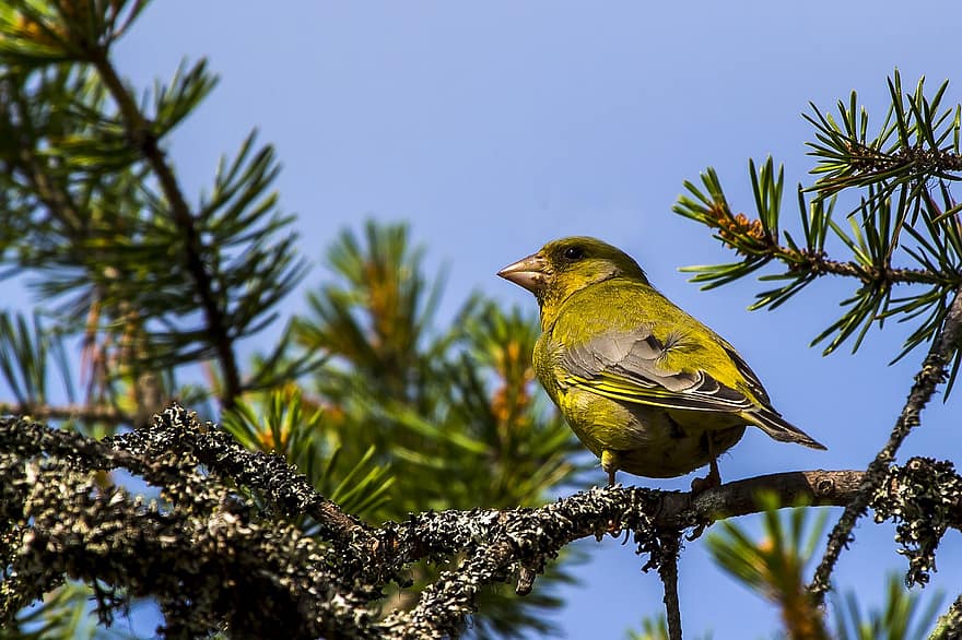 Bird, European Greenfinch, Branch, Greenfinch, Perched, Perched Bird, Feathers, Plumage, Ave, Avian, Ornithology
