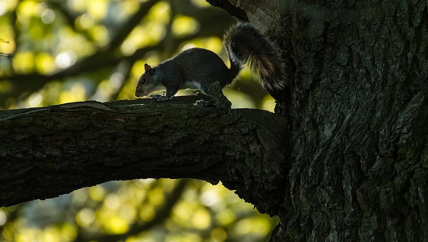 veveriţă, veveriță, ramură, copac, faună, natură, animale sălbatice, cu blană