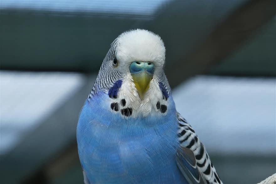 papagailis, putns, spalvas, zils putns, zilā krāsa, zilas spalvas, spalvu, ave, putni, ornitoloģija, eksotisks putns