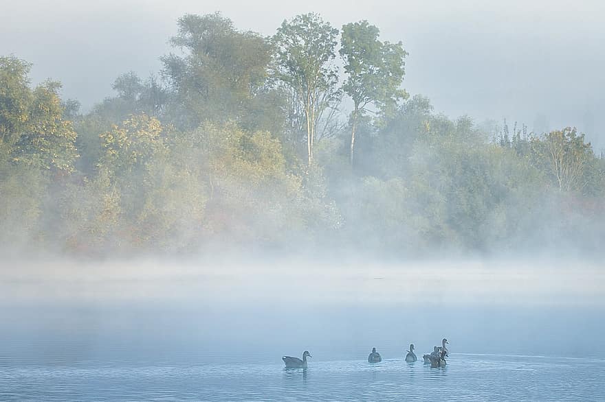 nebbia, lago, anatre, autunno, paesaggio, animali