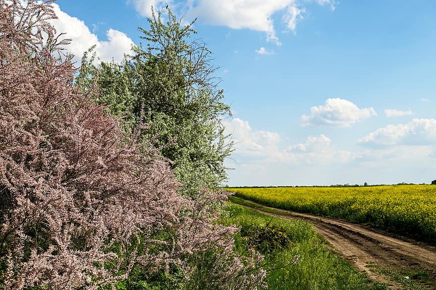 Countryside, Arable Land, Sky, Clouds, Dirt Road, Nature, summer, rural scene, blue, flower, tree