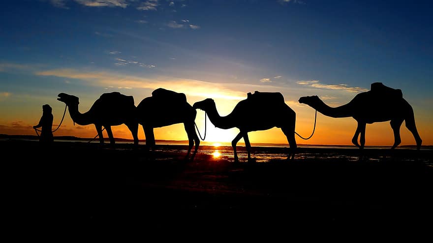 kameler, solnedgang, silhuet, skumring, campingvogn, kamel tog, rejse, transportere, dyr, pattedyr, beduin