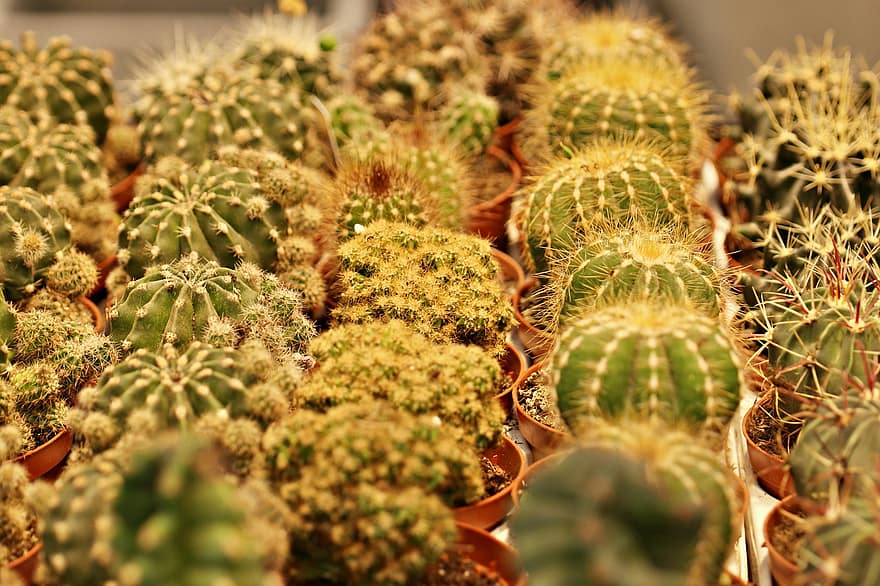 kaktus, sukkulenter, pot planter, blomster, delikat, makro, flora, natur, grøn, flor