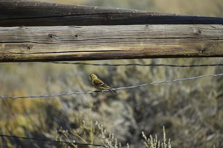 fågel, staket posten, natur