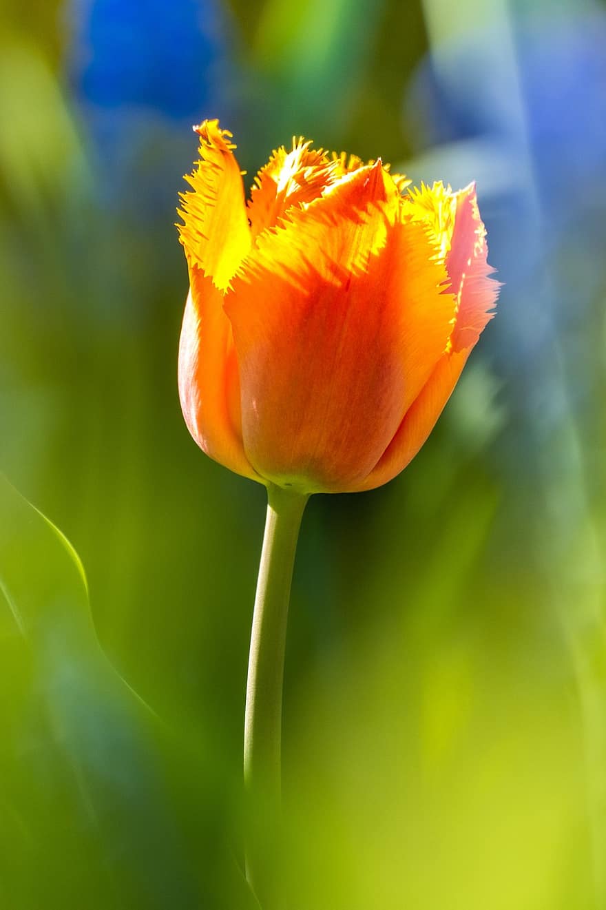 оранжевый цветок, оранжевый тюльпан, тюльпан, сад, цветок, весна, летом, завод, зеленого цвета, желтый, головка цветка