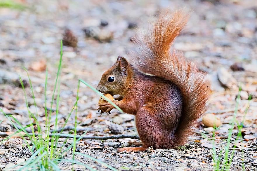 Squirrel, Animal, Nibble, Rodent, Mammal, Wildlife, Eating, Park, Nature