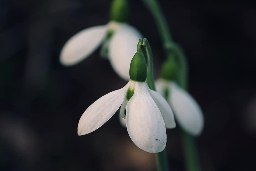 Flower, Snowdrop, Bloom, Blossom, Spring, Plant, Growth, Nature, Petals, Macro, close-up