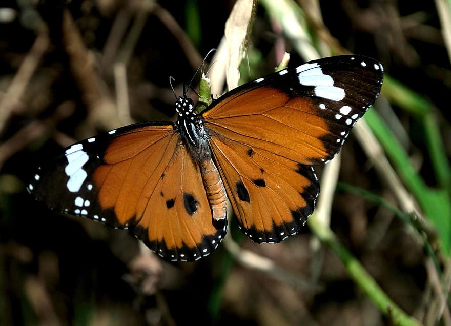 монарх, пеперуда, насекомо, крилато насекомо, крила на пеперуда, фауна, природа, животно