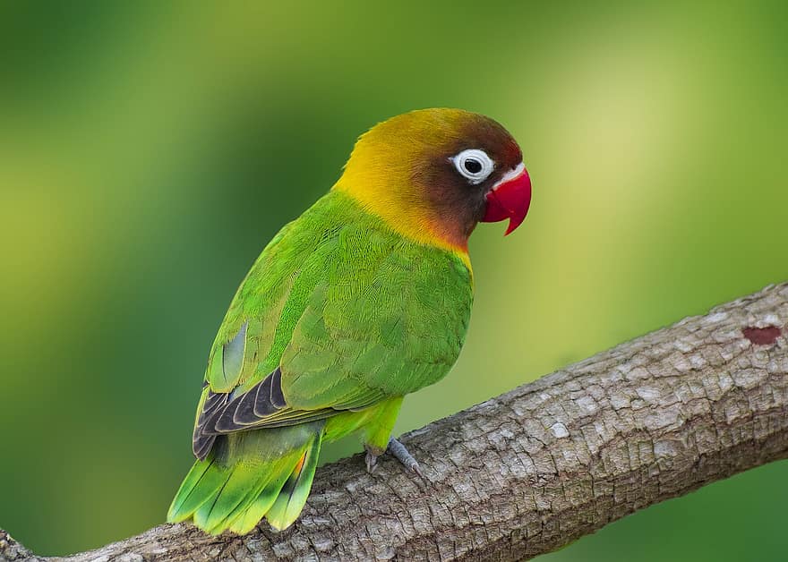 papagáj, madár, ág, felkaptak, állat, vadvilág, tollak, tollazat, egzotikus, fauna, dzsungel
