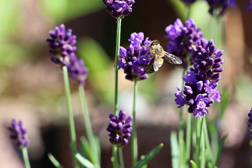 bite, kukaiņi, apputeksnēt, apputeksnēšana, zieds, spārnotais kukainis, spārni, raksturs, hymenoptera, entomoloģija