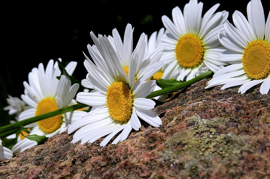 bunga-bunga, bunga putih, aster, aster putih, kelopak, kelopak putih, berkembang, mekar, flora