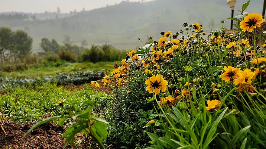 flors, flors grogues, jardí, pètals, pètals grocs, florir, flor, paisatge, plantes, estiu, prat