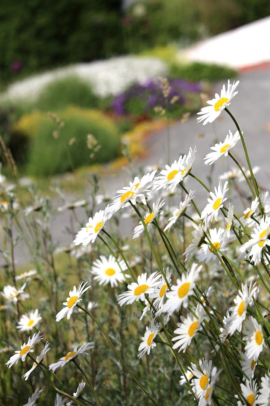 valkoiset koiranputkea, kukat, puutarha, koiranputkea, kukkapenkki, kasvisto, kukka, kukinta, terälehdet, niitty