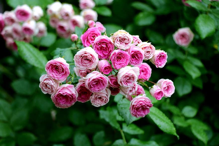 рози, розови рози, цветя, розови цветя, листенца, разцвет, цвят, цъфтящи растения, декоративно растение, растение, флора