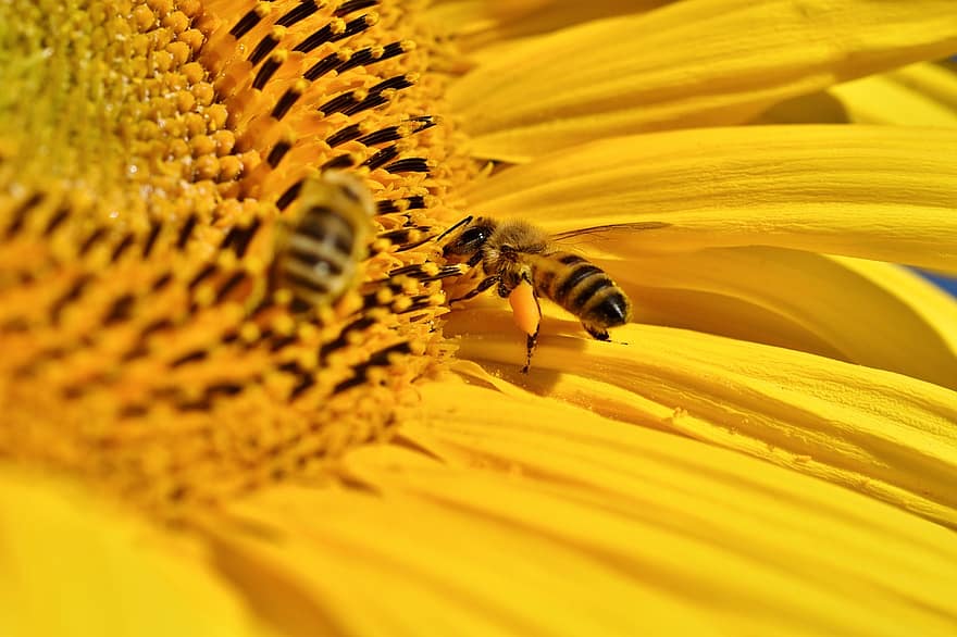 bi, solros, nektar, insekt, djur-, pollen, pollinering, djurvärlden, blomma, kronblad, växt