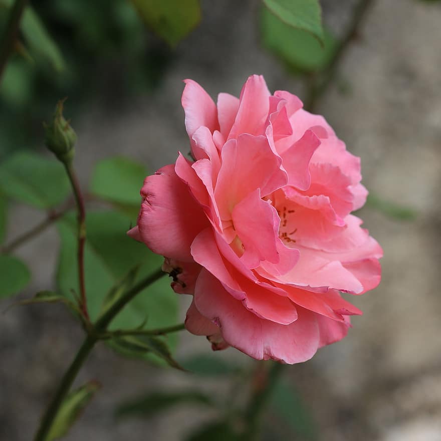 분홍 장미, 장미, 핑크 꽃, 정원