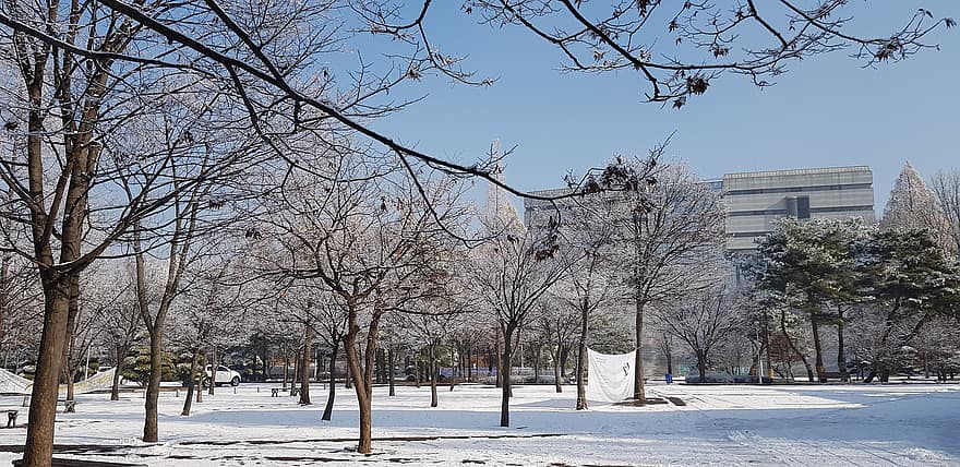 alberi, inverno, stagione, la neve, all'aperto, Università di Suwon, Hwaseong, albero, ramo, ghiaccio, architettura