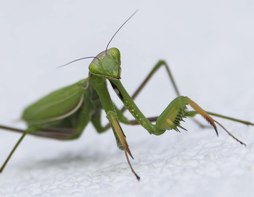 mantis, bidsprinkhaan, insect, dier, detailopname, macro, geleedpotige, blad, groene kleur, dierlijke antenne, ongewerveld