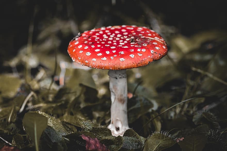 Toadstool, Nature, Forest, Mushroom, Poisonous, Fall, Dotted, Poison, Forest Mushroom, Close Up, close-up