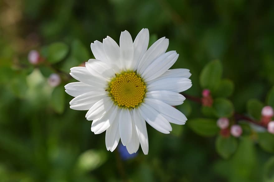 bunga aster, bunga, bunga putih, kelopak, kelopak putih, berkembang, mekar, flora, menanam, alam, musim panas