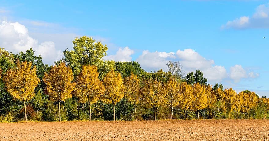 Mark, efterår, træer, træ, Skov, gul, sæson, landlige scene, blad, landskab, blå
