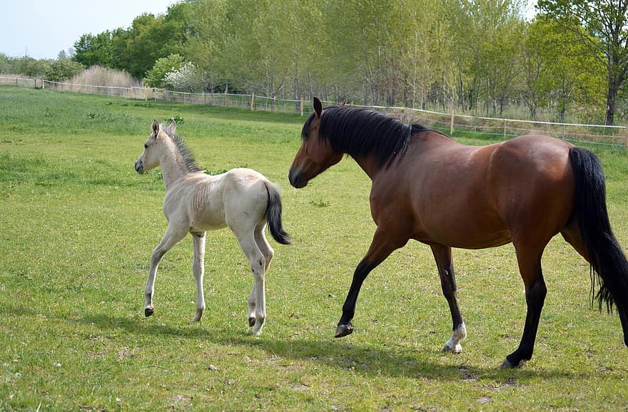 馬、子馬、フィールド、自然、茶色の馬、マーレ、白い子馬、ギャロップ、子孫、若い馬、牧草地
