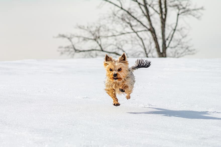 Yorkshire Terrier, köpek, Evcil Hayvan, hayvan, kürk, burun, memeli, köpek portre, hayvan dünyası, kış, kar
