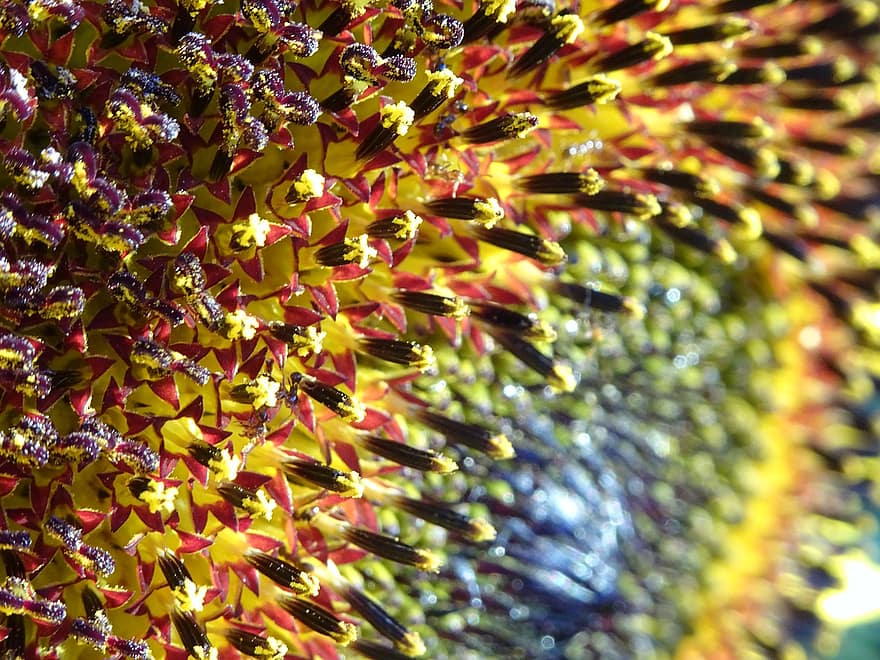 zonnebloem, Zonnebloem close-up, foto's van zonnebloemen, natuur, natuurlijk, bloemenwereld, Zonnebloem uit Cuba