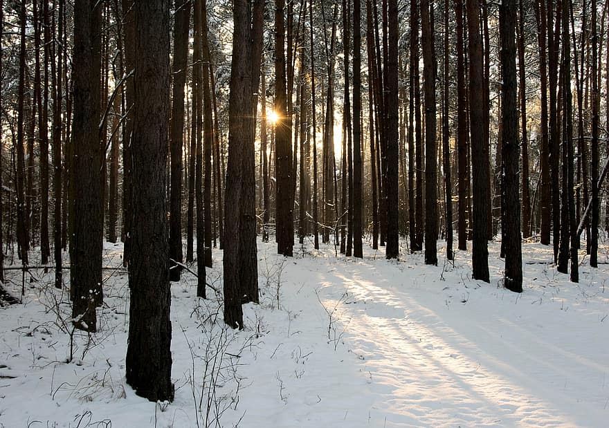 木、経路、森林、雪、冬、空、自然