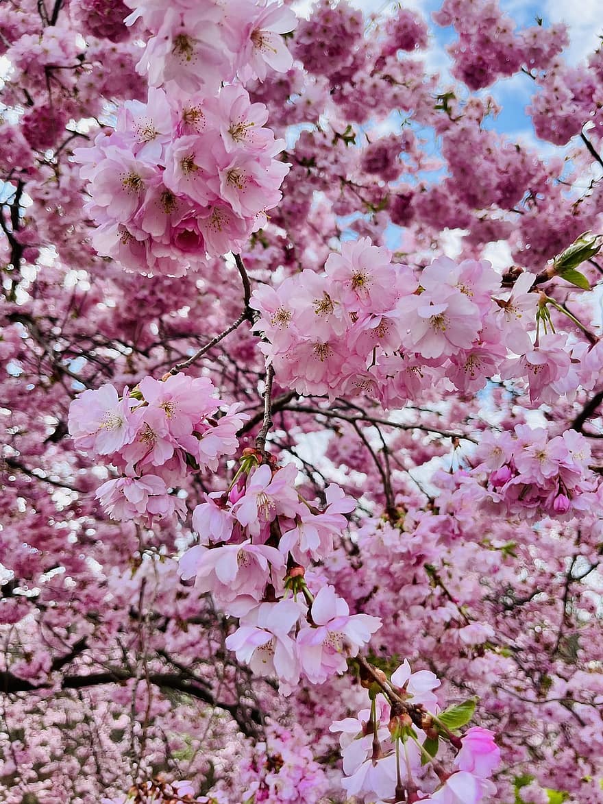 boom, kersenbloesem, de lente, flora, roze, bloemen, plantkunde, bloeien, roze kleur, lente, tak
