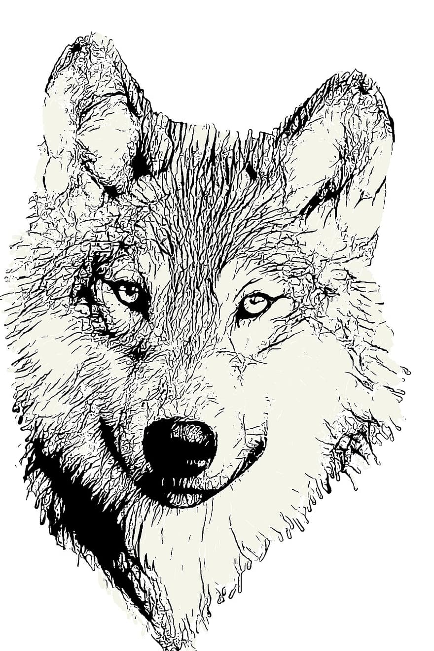 Wolf, Kopf, Tier, wild, Tierwelt, Raubtier, Eckzahn, Jagd, Natur, digitale Manipulation, Fotokunst
