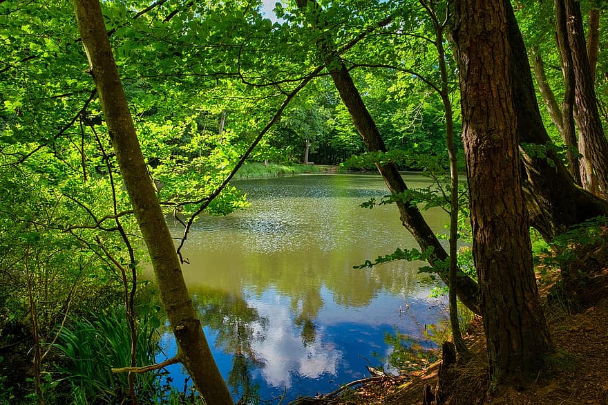 sjö, löv, träd, skog, vatten, natur, tyst, tystnad, rekreation, reflexion, grön