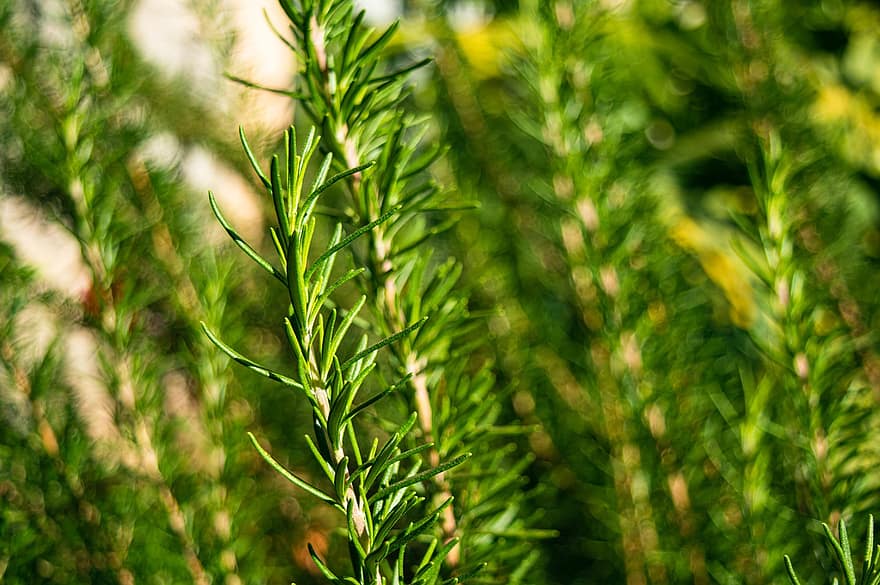 Rosemary, Leaves, Plants, Foliage, Green, Herbs, Food, Organic, Spring, Nature, green color
