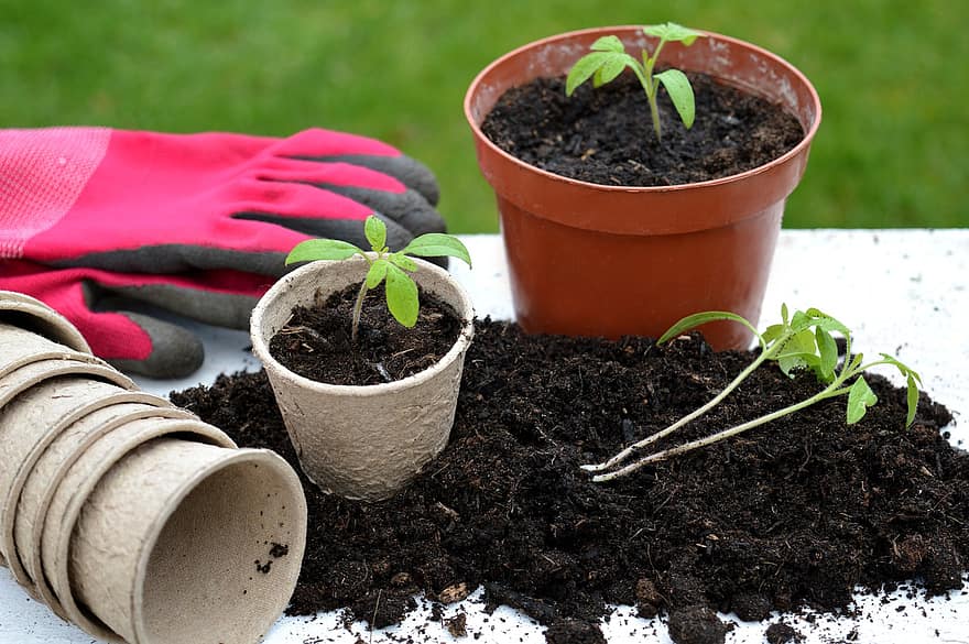 Tomato Plants, Gardening, Plant Pots, Seedlings, Plants, Prick Out, Soil, Gloves, Tomato Cultivation, Garden, Pot Culture