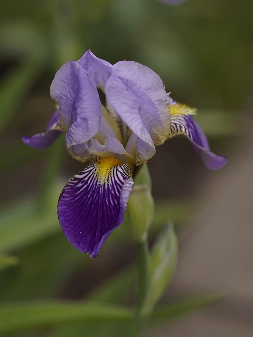 iris, skjegg iris, sverd lilje, lilla blomst, blomst, hage, blomstre, nærbilde, lilla, anlegg, petal