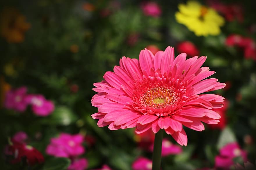 gerbera, transvaal daisy, floare roz, floare, natură, grădină, a închide, plantă, vară, petală, cap de floare