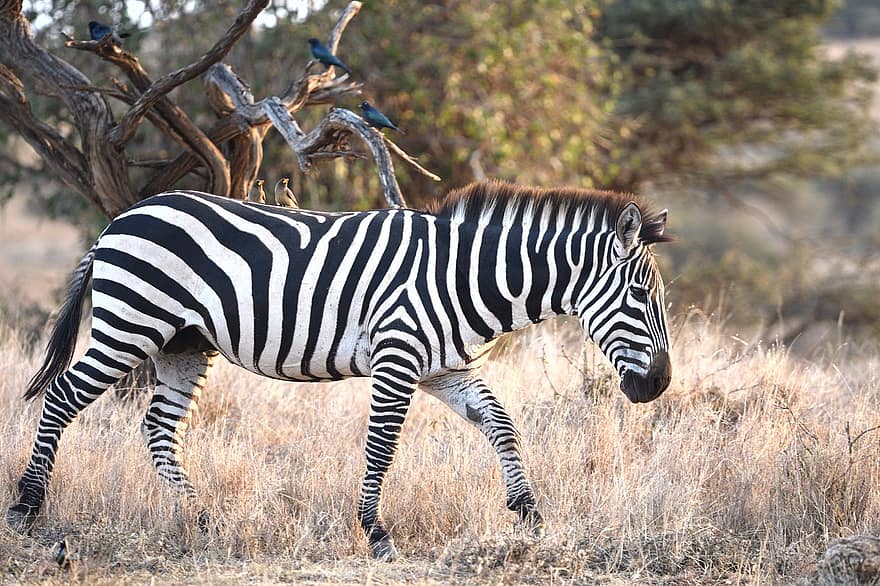 Közönséges zebra, állat, ló, Equus Burchellii, emlős, vadvilág, természet, szafari, Lewa, Kenya, zebra